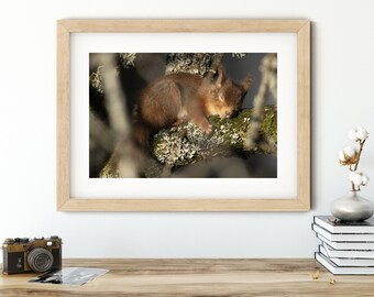 Squirrel Design PicturePhoto Frame Portrait Or Landscape 6x4 Nature Gift 343