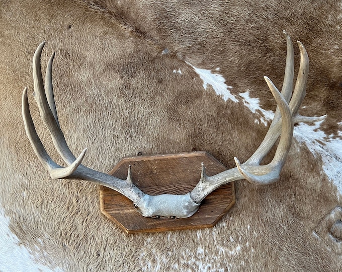 Vintage Mounted Mule Deer Antlers Big Primitive Deer Antlers Lodge