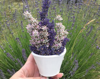 Botanical Holders