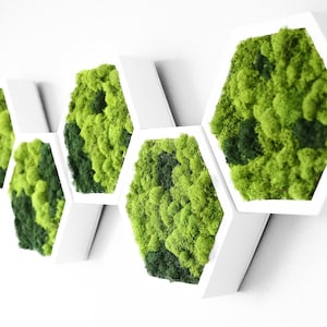 Hexagon Honeycomb Moss Wall Art Decor