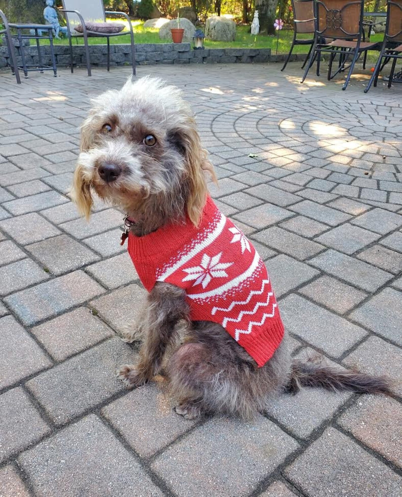 Christmas Dog Sweater Cute Festive Holiday Sweaters for Pets Etsy