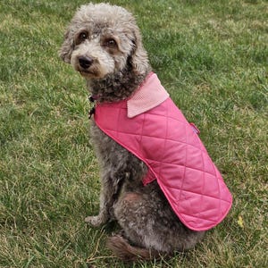 May include: A gray dog wearing a quilted pink dog coat with a corduroy collar, sitting in green grass. The dog is looking at the camera. The coat has a diamond pattern.