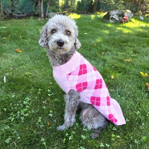 May include: A small, curly-haired dog with light brown and grey fur wearing a sleeveless jumper. The jumper features a pink and white argyle pattern with a ribbed collar and hem, covering the dog's torso while leaving the legs and head exposed.