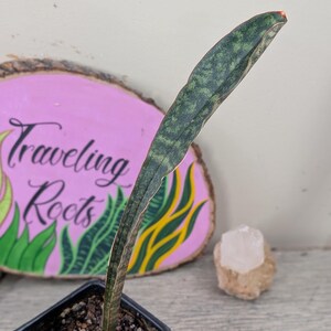 Sansevieria Kirkii Var. Pulchra Coppertone (G25-0912) - Etsy