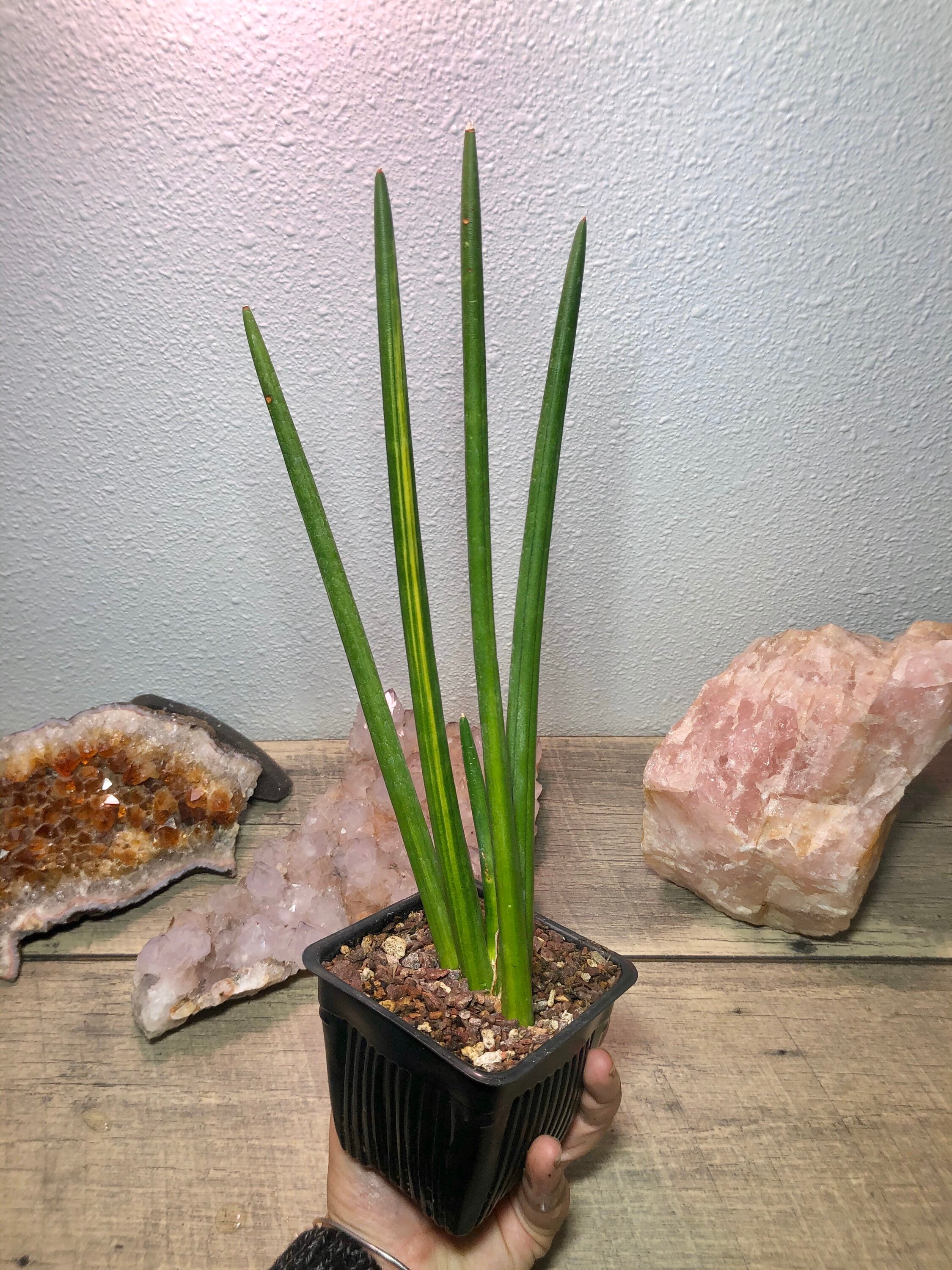 Sansevieria Erythraeae variegated - Etsy.de