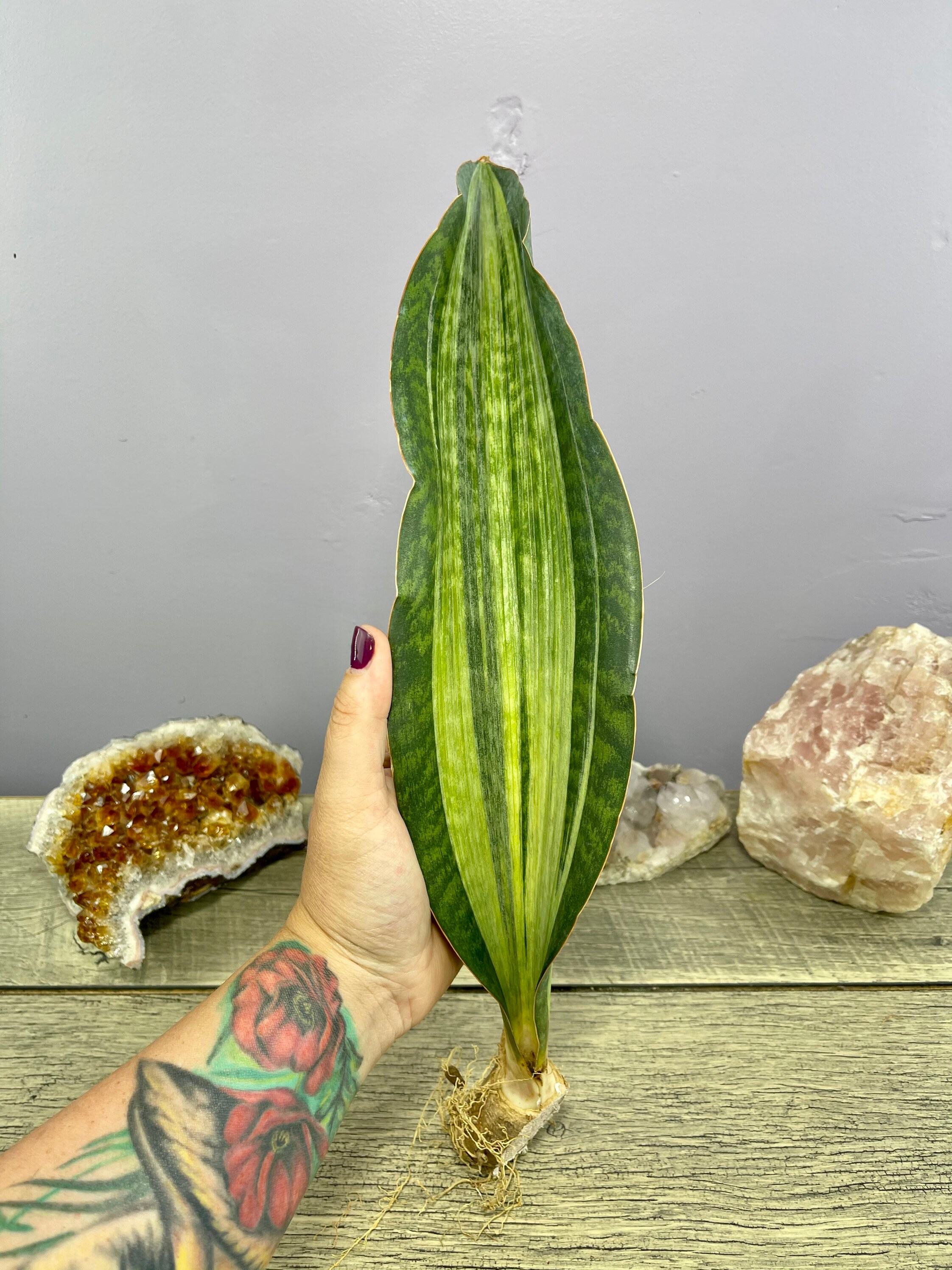 サンスベリア ブルーダ サンセベリア sansevieria 斑入り Sansevieria Bruda variegated サンセベリア ブルーダ サンスベリア