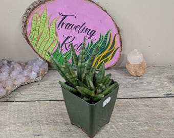 Sansevieria Blue Kew Natural 4”pot (ALL PLANTS Require You to