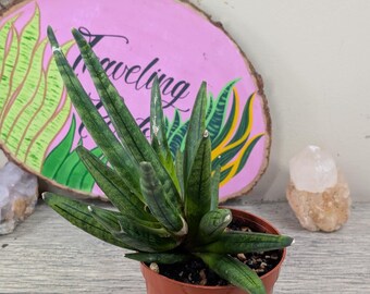 Sansevieria Black Castle / Sansevieria Thai Hybrid / the Lazy Elf