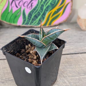 zz plant buy ZZ Plant | Low Light Indoor Plant | Easy Care Houseplant main image 0