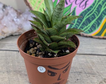 Sansevieria Black Castle - Etsy