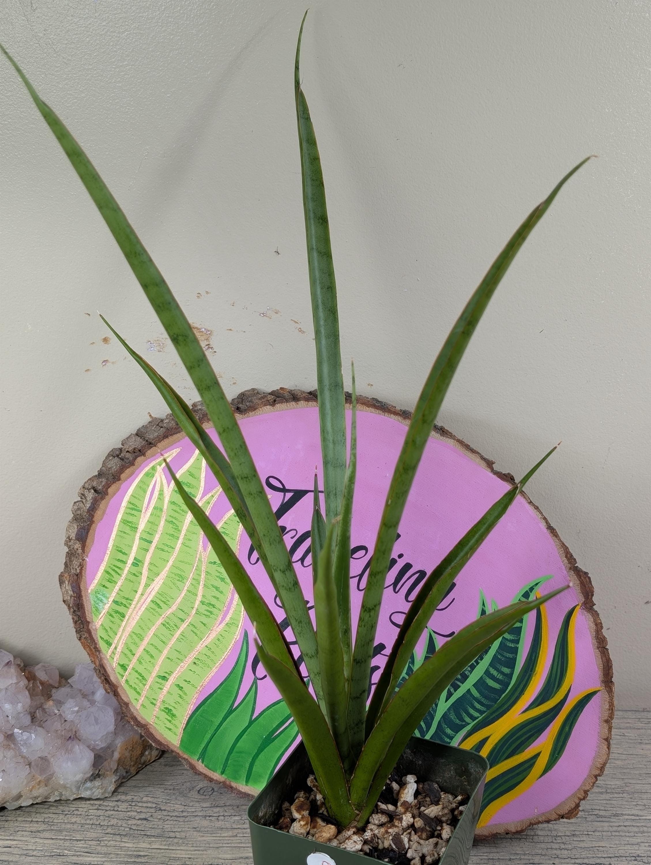 Sansevieria Hybrid 'fufu' (A15-312) - Etsy