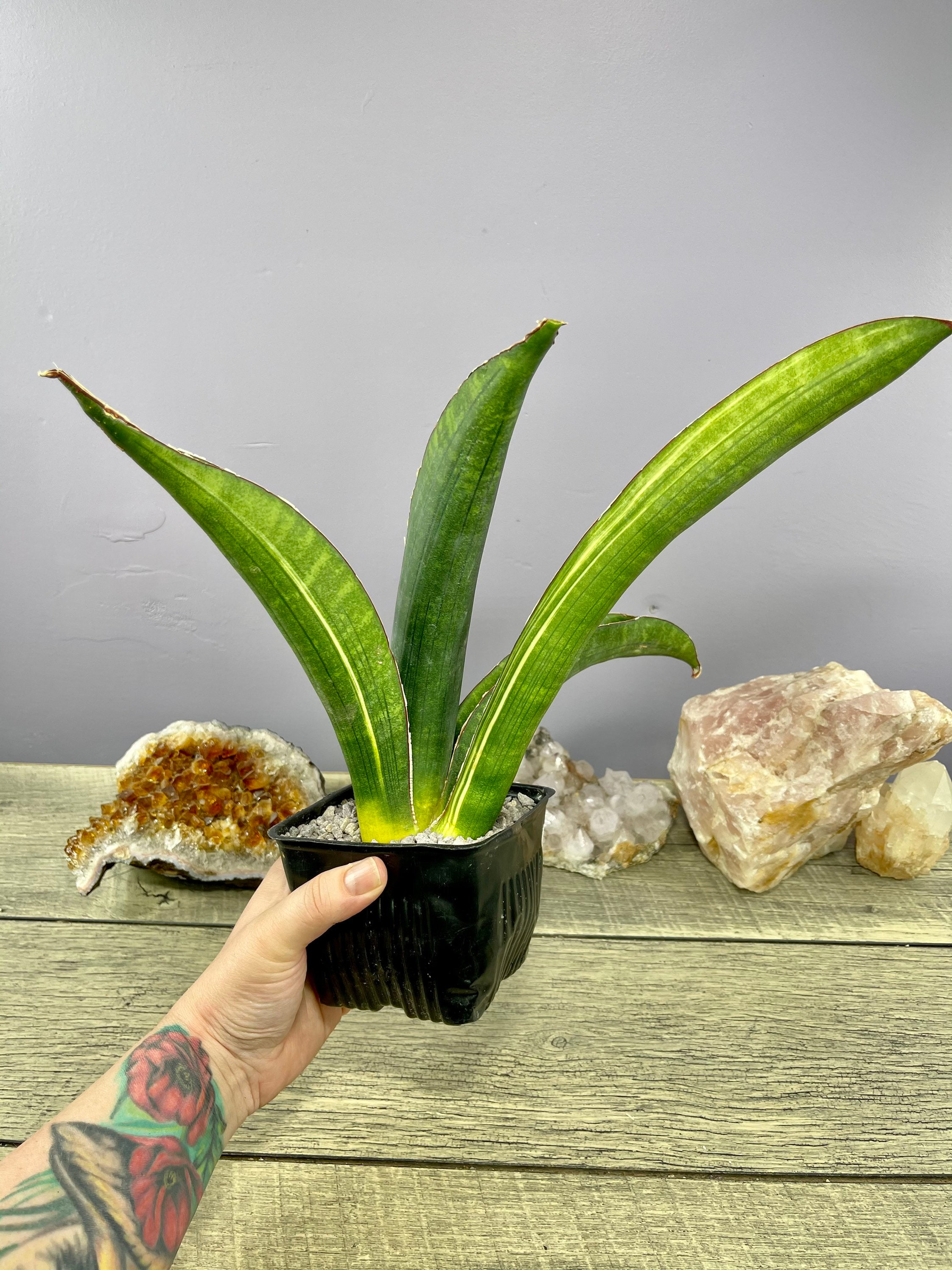 サンスベリア Sansevieria sinus-simiorum R979 v