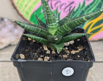 Sansevieria Black Castle - Etsy