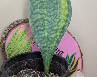 Variegated Sansevieria Masoniana - Whale Fin (D24)