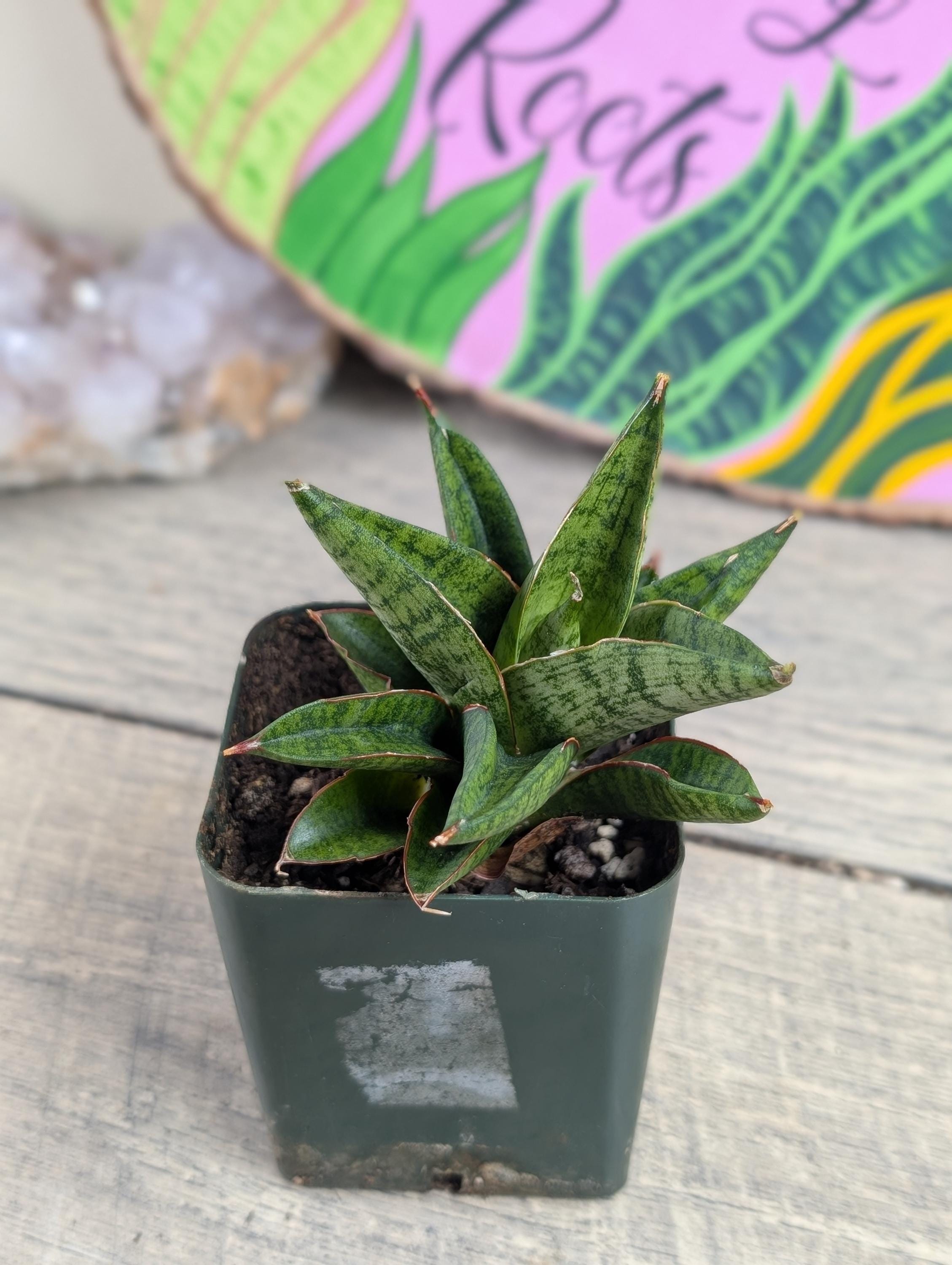 △*様 サンスベリア スノーホワイト Sansevieria Snow Whit RARE Sansevieria Snow White || Free Phytosanitary Certficate