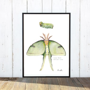 Luna Moth, Actias luna Fine Art Print, Luna Moth Painting Digital Print, Luna Moth Painting, Nocturnal Life Digital Print, 5x7, 8x10, 11x14