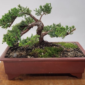 Japanese Juniper Nana bonsai tree (Juniperus procumbens)