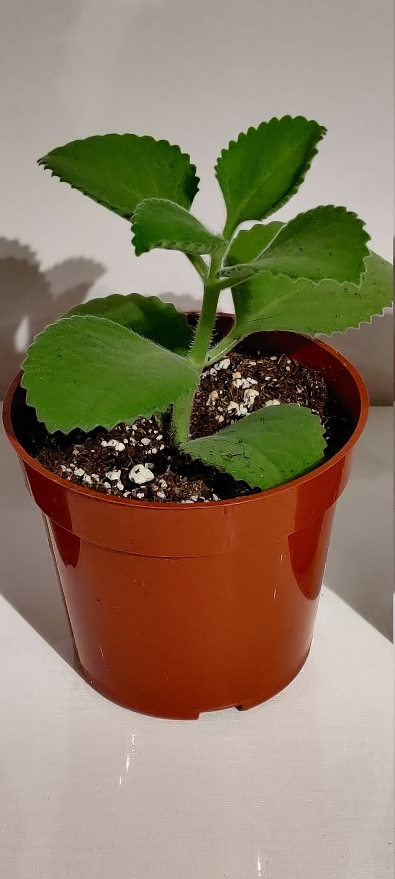 Indian Ajwain Potted Live Plant Carom Etsy