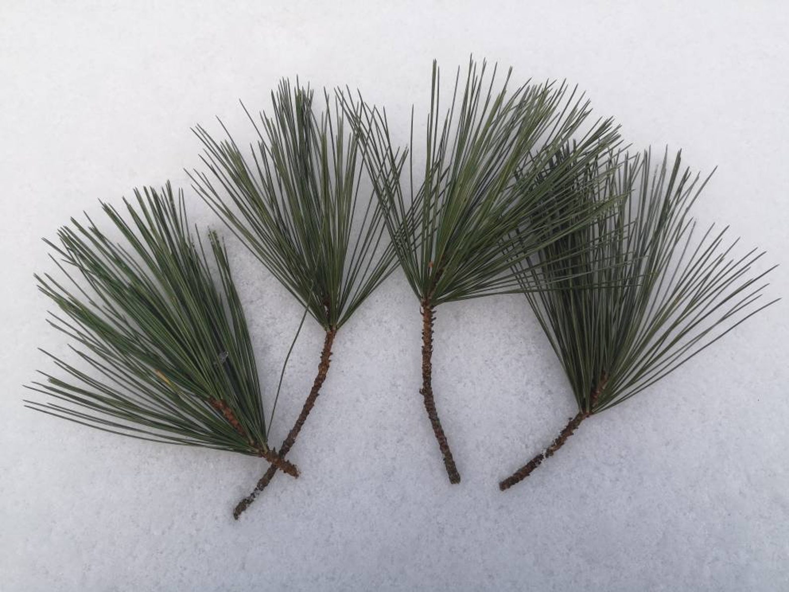 Fresh White Pine Tree Needle Clusters | Etsy