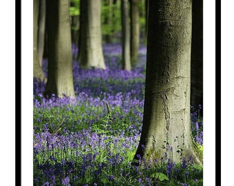 Blue Forest Art Print, NOT FRAMED, Light and Shadow, Forest Photo, Nature, Trees, Blue Bells, Wall Art, Print, Home Decor, Made in USA