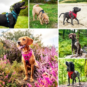 Everyday Dog Harness, Harnesses For Dogs, Padded Harness, Puppy Harness, Doggy Harness, Reflective Dog Harness, No Pull Harness XS-XL
