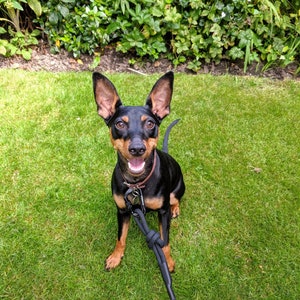 May include: A black and brown dog with short fur and large ears is sitting on a green grassy lawn. The dog is wearing a black collar and leash and has a happy expression on its face.