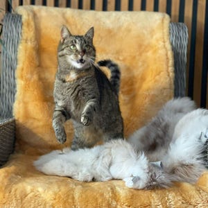 Pack of 2 Hand made Genuine Sheepskin Throw ,  Sheepskin Rug , Throw - Natural Sheepskin 60/160cm Medical Sheepskin Relugan