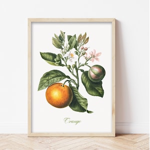 Vintage Fruit Groenten Print, Keuken Poster Retro, Vintage Poster, Fruit grafiek, Vintage Wanddecoratie, Botanische kunst, Keuken poster