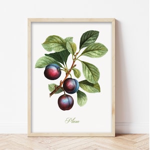 Vintage Fruit Vegetables Print, Kitchen Poster Retro, Vintage Poster, Fruits chart, Vintage Wall Decoration, Botanical art, Plum Poster