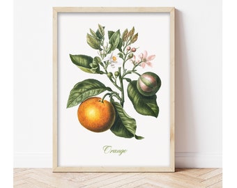 Vintage Fruit Vegetables Print, Kitchen Poster Retro, Vintage Poster, Fruits chart, Vintage Wall Decoration, Botanical art, Kitchen poster