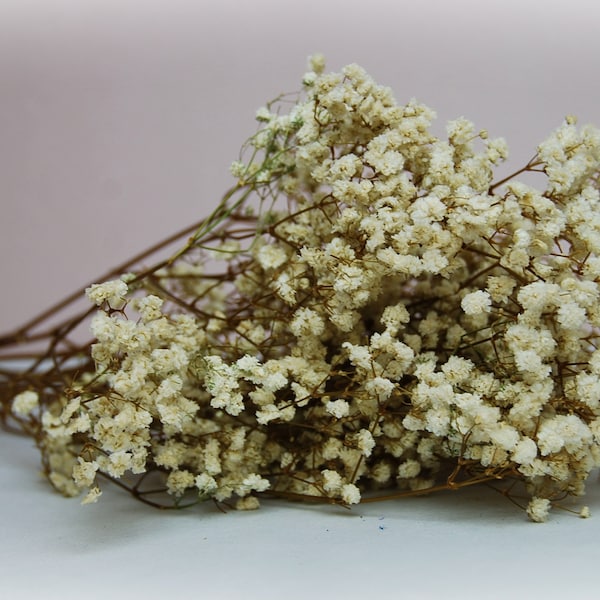 Natural stabilized gypsophila dried preserved flowers decoration floral composition bouquet original flowers