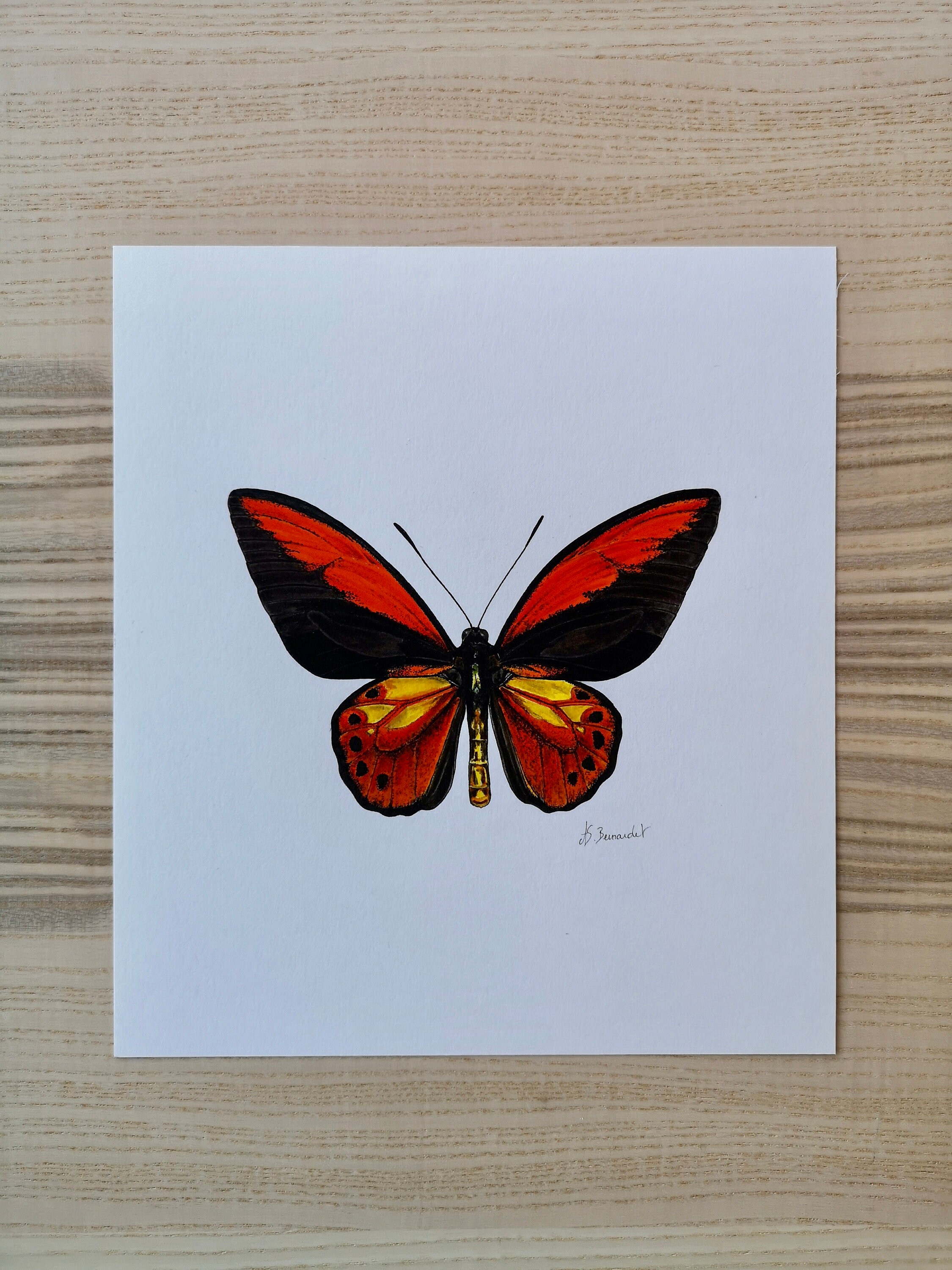 Dessin Original Papillon Ornithoptera Croesus Toeantei