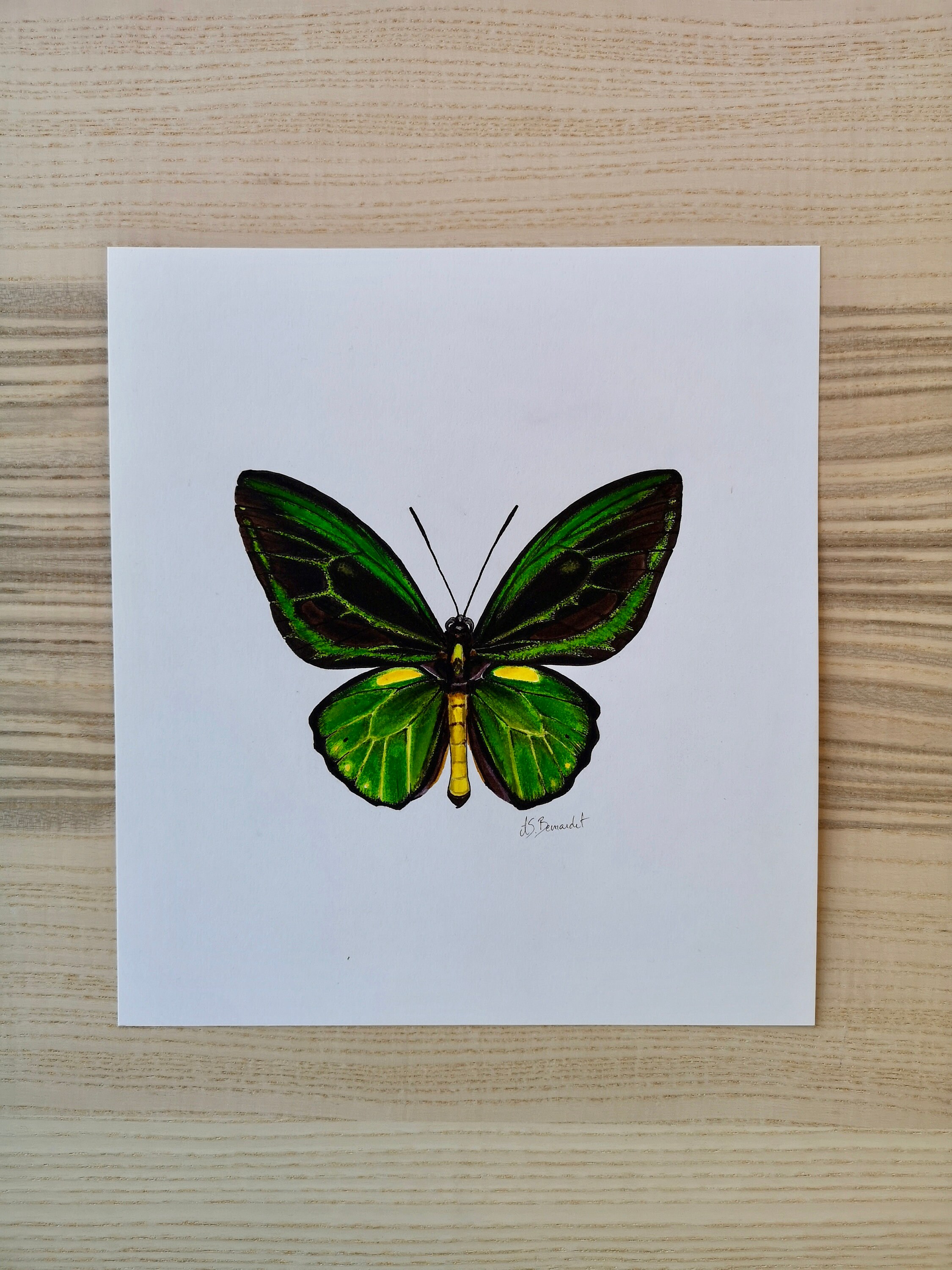 Dessin Original Papillon Ornithoptera Priamus Ssp. Teucrus