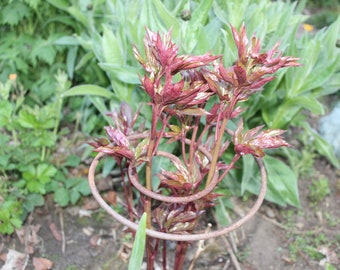 9 spiral plant supports ideal for perennials and tall garden plants foxgloves peony delphinium