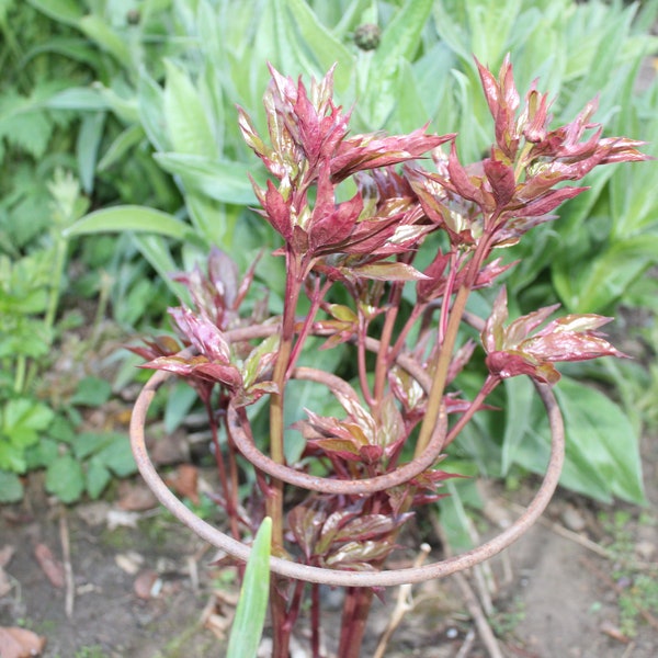 5 spiral plant supports ideal for perennials and tall garden plants foxgloves peony delphinium