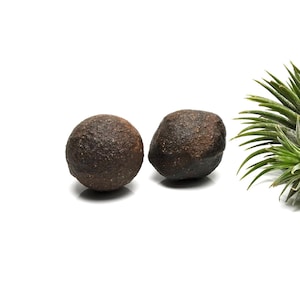 Moqui Marbles Paare mit Zertifikat