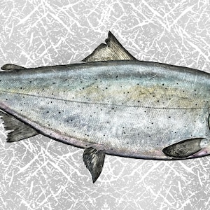 Sockeye Salmon Gyotaku fish-print
