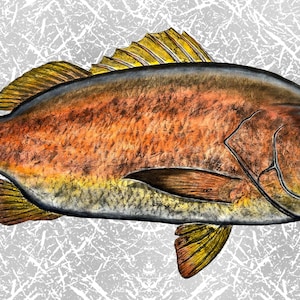 Cubera Snapper (Pargo) Gyotaku fish-print