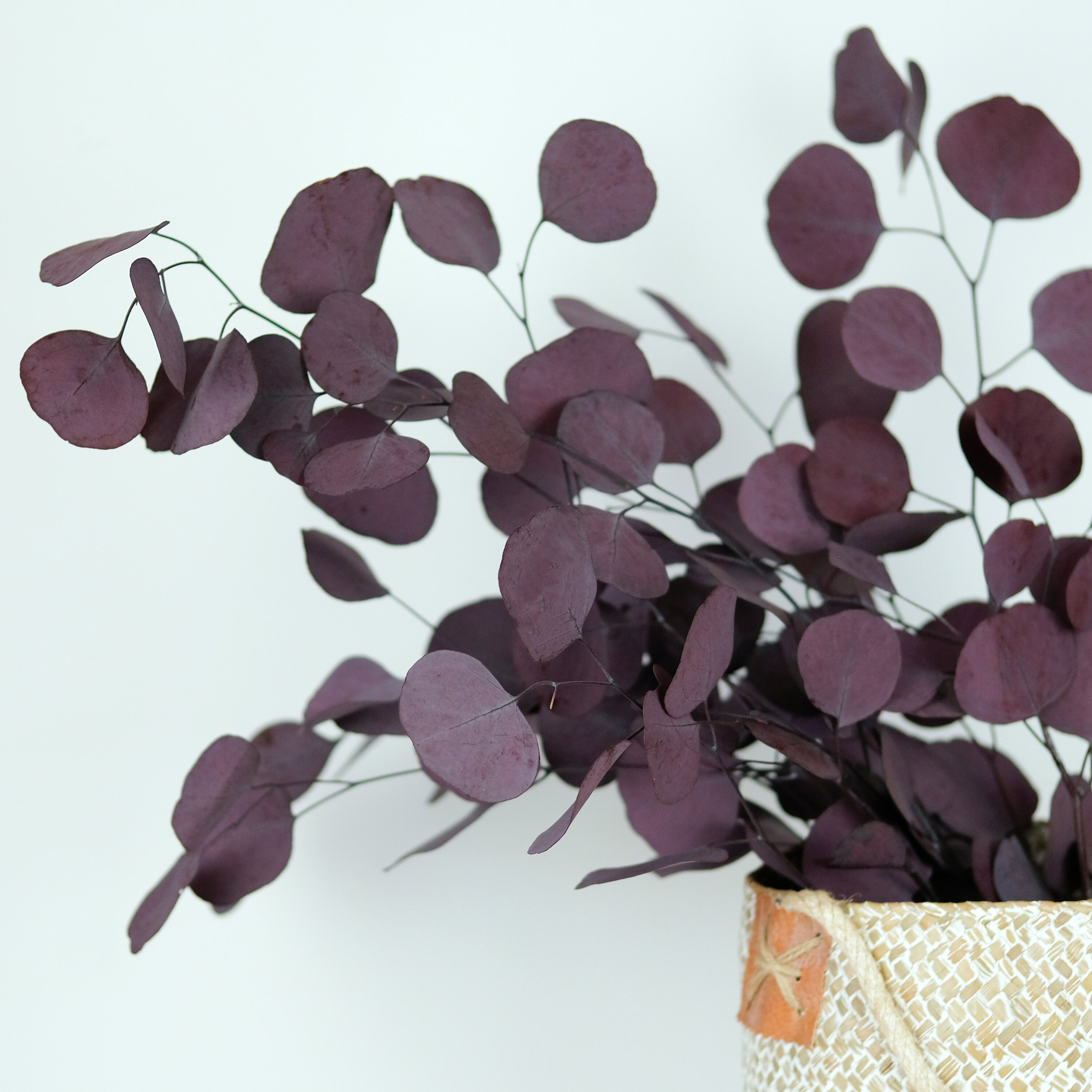 Preserved Purple Eucalyptus 100g Home Decor Natural Etsy