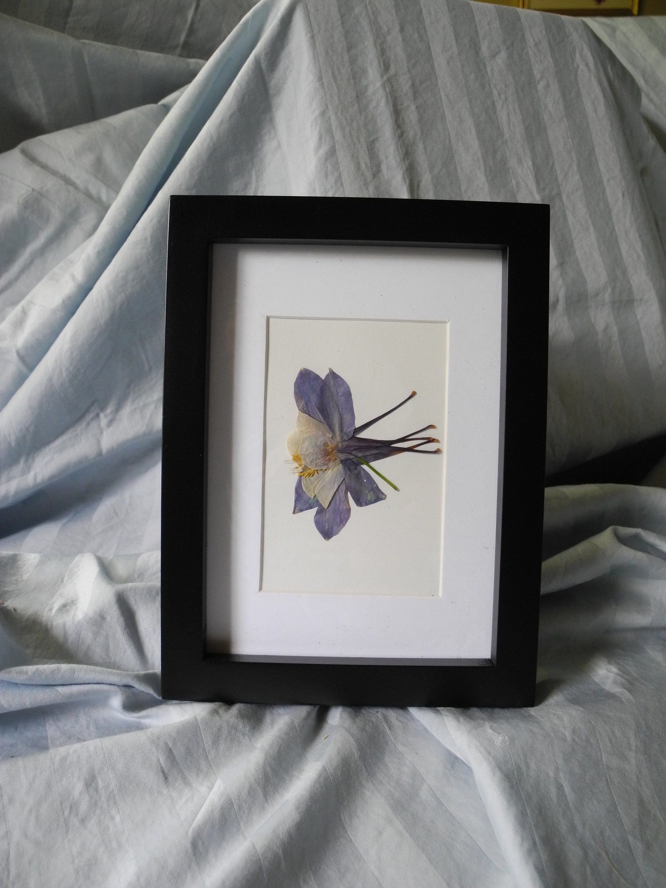 Pressed Flower Art Black Frames Etsy