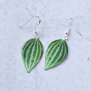 Peperomia Puteolata || Handmade Leaf Earrings || Plant Earrings || Sterling Silver Earrings