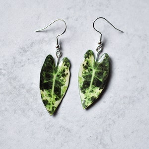 Variegated Alocasia Frydek || Handmade Leaf Earrings || Plant Earrings || Sterling Silver Earrings