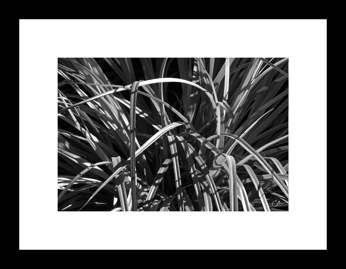 Black and White Wall Art Nature Photography Fine Art Print - Etsy UK