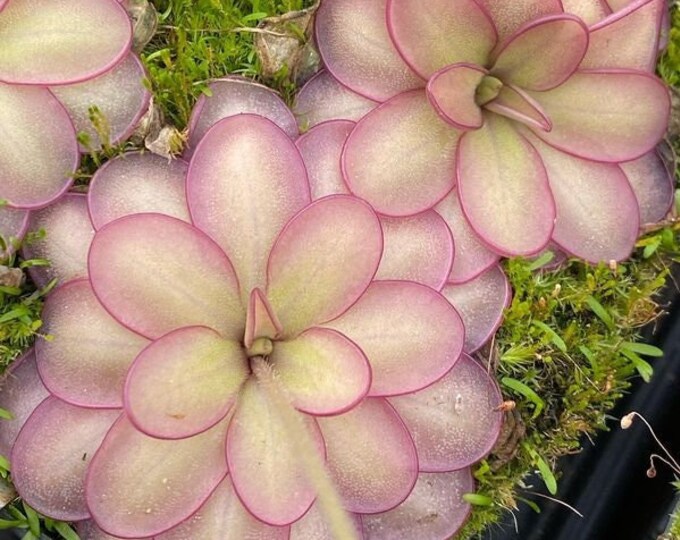 Pinguicula Laueana X Emarginata bare Root Tropical Butterwort Etsy