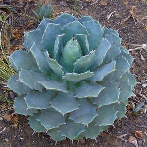May include: A close-up of a large, blue-green agave plant with spiky, pointed leaves. The plant is surrounded by dry, brown soil and small plants. The leaves have sharp, reddish tips. The plant is a succulent.