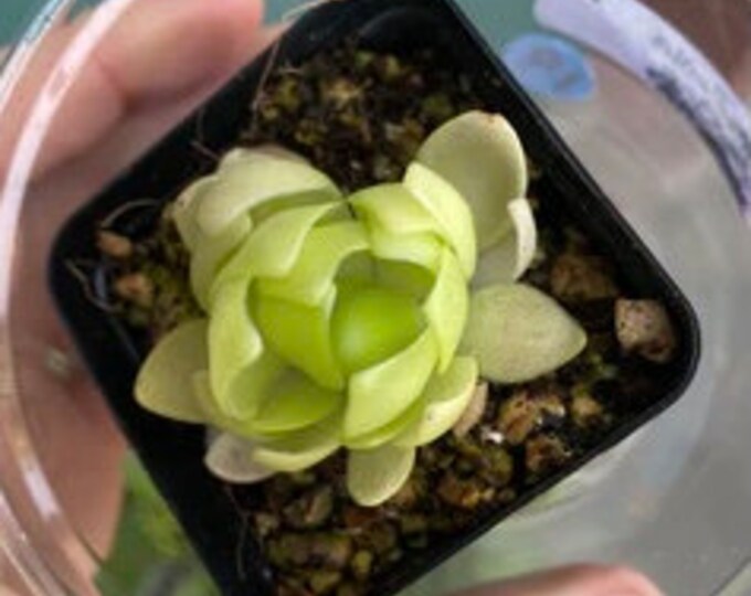 PINGUICULA MARCIANO 1PLANT Butterwort Fungus Gnats Etsy