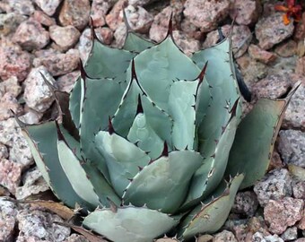 Agave utahensis var kaibabensis 20 seeds - Etsy 日本