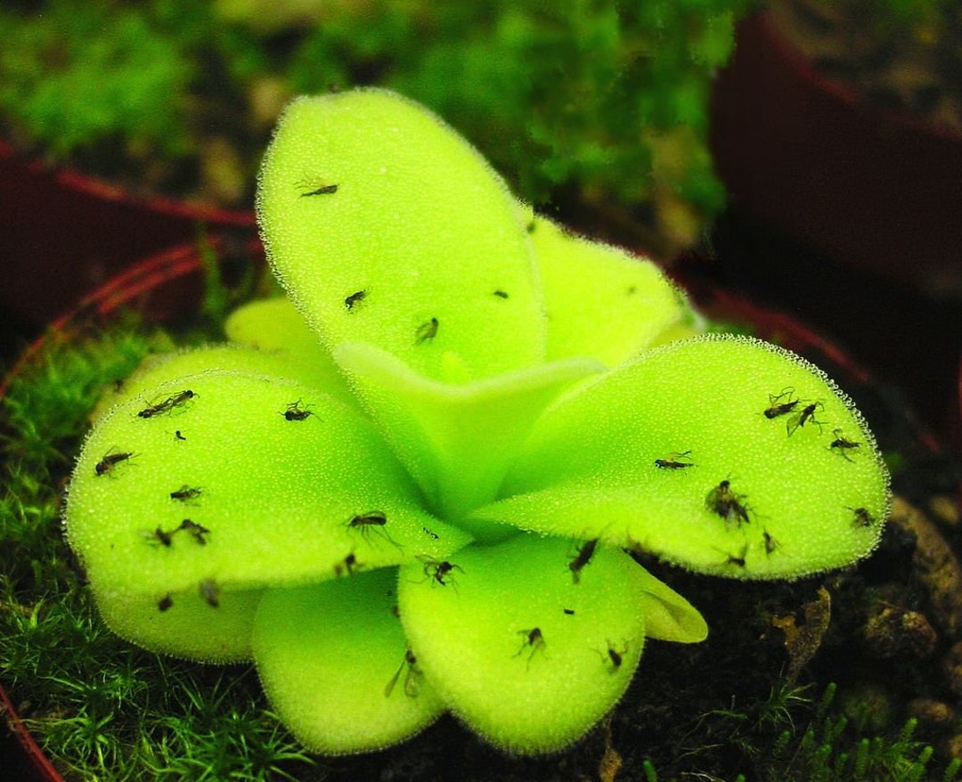PINGUICULA GIGANTEA 1 PLANT Butterwort Fungus Gnats Etsy