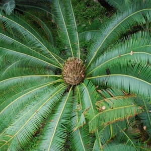 Rare Cycad Palms - Etsy