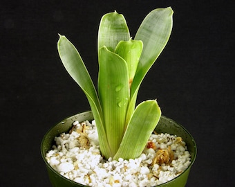 BROCCHINIA REDUCTA SEEDLING (potted)